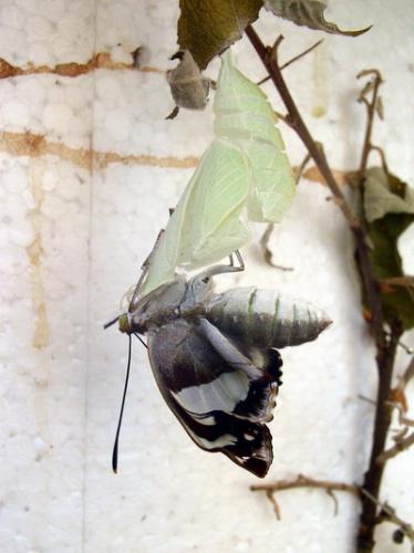 Apatura iris