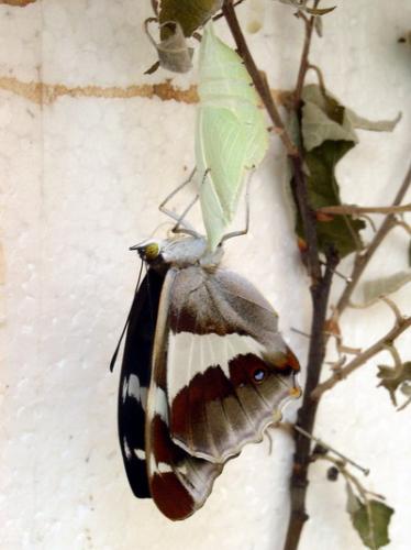 Apatura iris