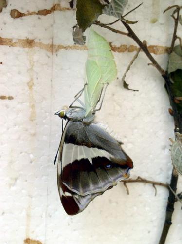 Apatura iris