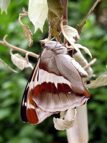 Apatura iris