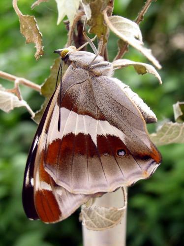 Apatura iris