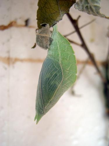 Apatura iris