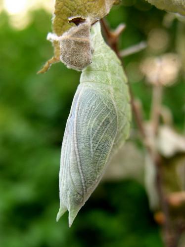 Apatura iris