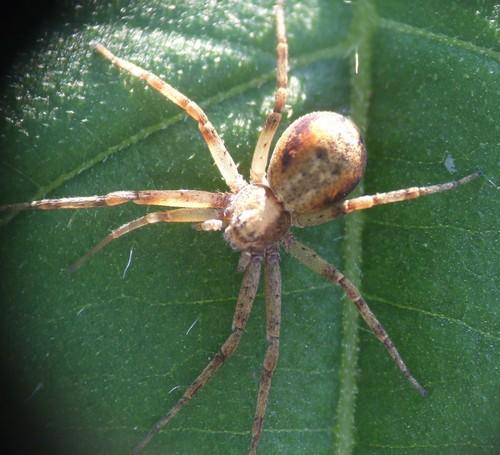 Philodromus sp.
