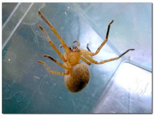 Olios argelasius