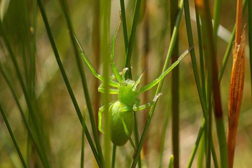 Micrommata virescens