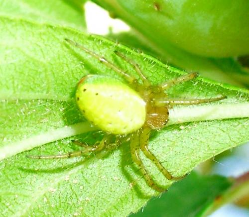 Araniella sp.