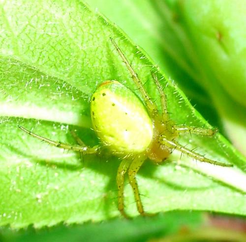 Araniella sp.