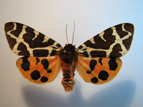 Arctia caja