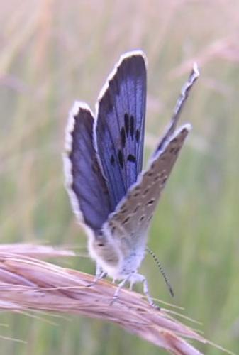 Phengaris arion