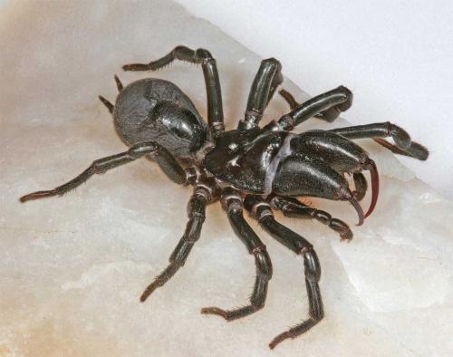 Réf. 10 661 : Atypus piceus