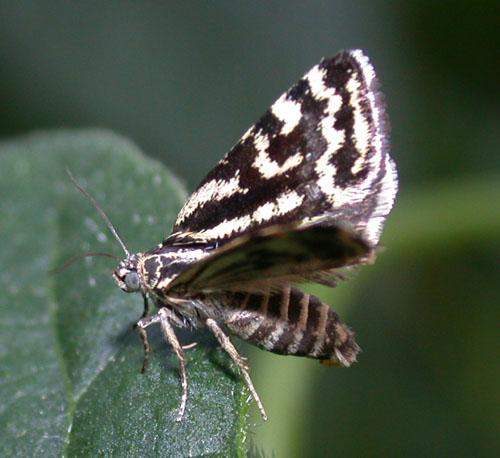 Réf. 10 730 : Acontia trabealis