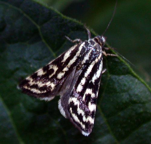 Réf. 10 731 : Acontia trabealis