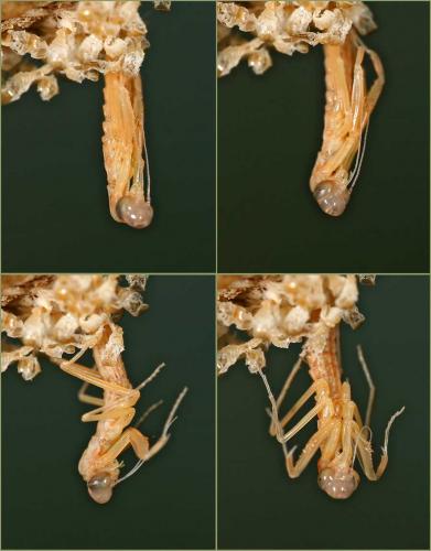 Réf. 10 179 : Mantis religiosa