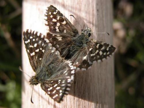 Réf. 10 441 : Pyrgus malvae