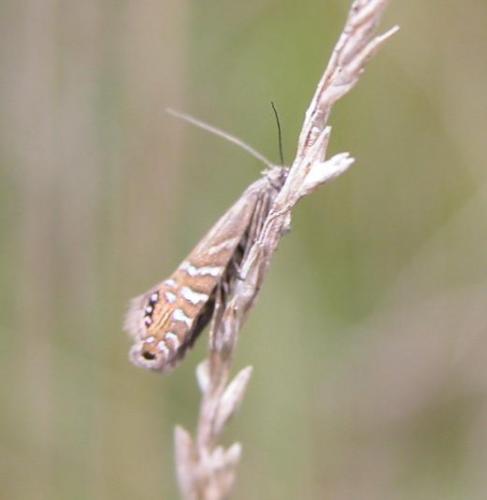 Réf. 10 854 : Glyphipterix thrasonella