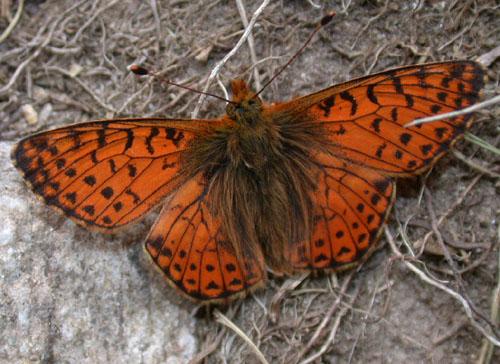 Réf. 10 773 : Boloria pales