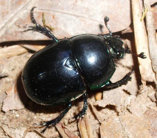 Réf. 10 367 : Trypocopris sp.