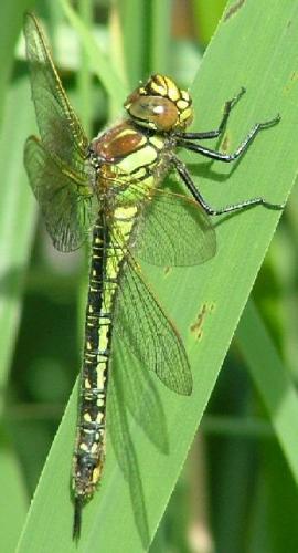 Réf. 10 221 : Brachytron pratense