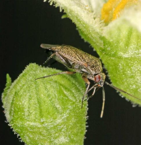 Réf. 10 797 : Polymerus nigrita