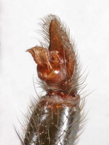 Atypus piceus