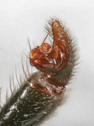 Atypus piceus