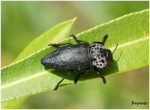 Capnodis tenebrionis