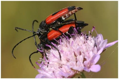 Stictoleptura cordigera