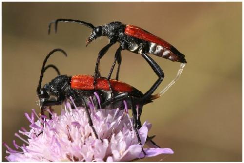 Stictoleptura cordigera