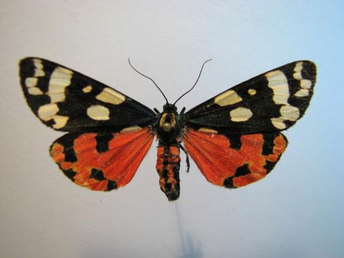 Réf. 10 569 : Callimorpha dominula