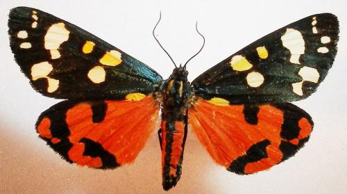 Réf. 10 819 : Callimorpha dominula