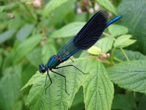Réf. 10 317 : Calopteryx splendens splendens