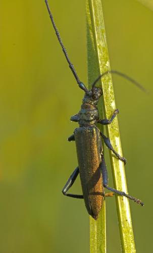 Réf. 10 142 : Aromia moschata