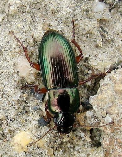 Réf. 10 755 : Harpalus distinguendus