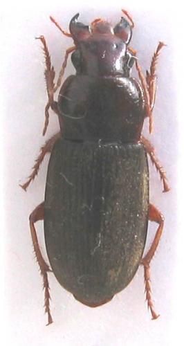 Pseudoophonus rufipes