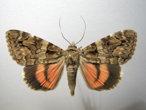 Catocala coniuncta