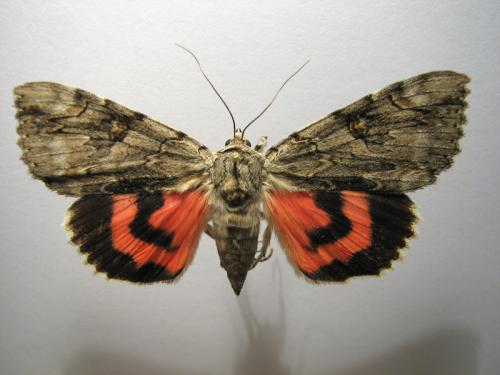 Réf. 10 801 : Catocala electa