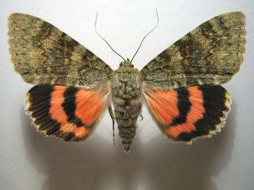 Réf. 10 799 : Catocala elocata