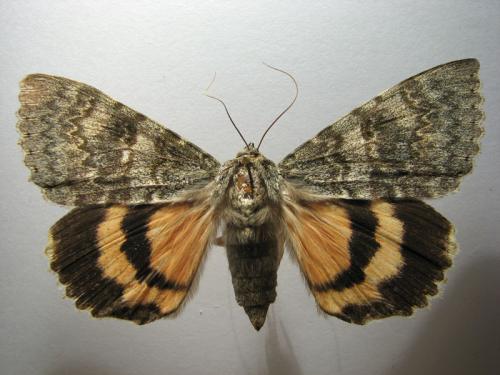 Réf. 10 800 : Catocala elocata