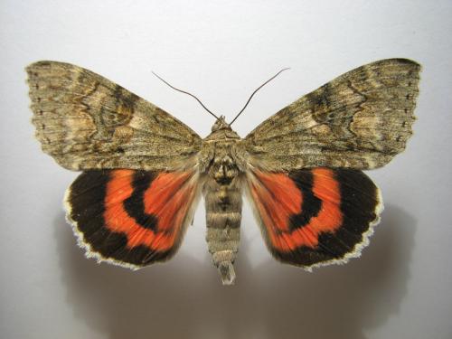 Réf. 10 804 : Catocala nupta