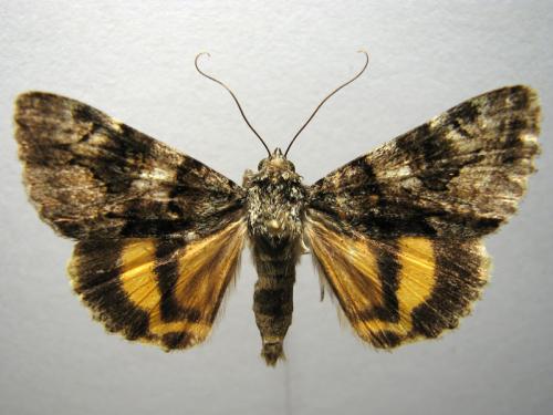 Catocala nymphagoga