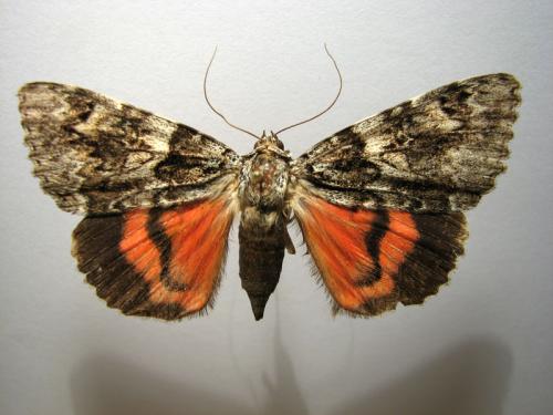 Catocala promissa