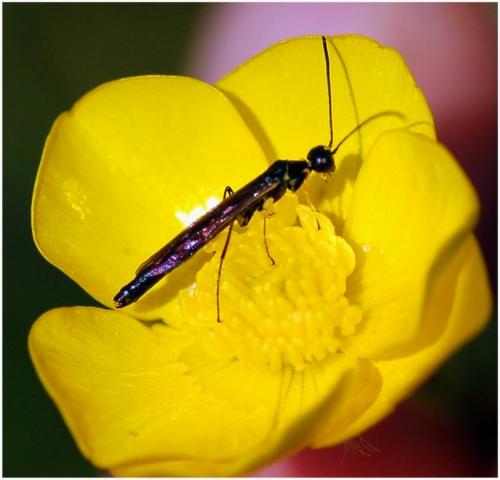 Réf. 10 308 : Cephinae inconnu