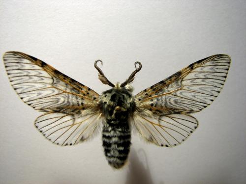 Cerura vinula