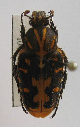 Taeniodera salvazai