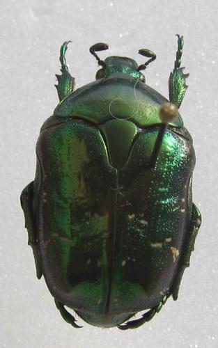 Protaetia sp.