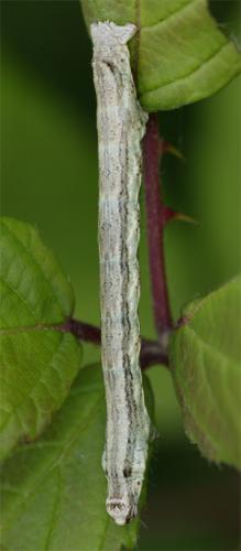 Réf. 10 497 : Ectropis crepuscularia