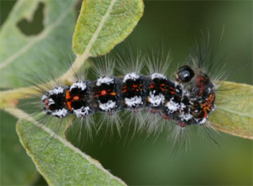 Euproctis similis