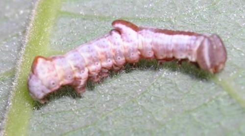 Notodonta sp.
