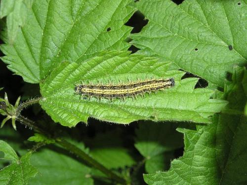 Aglais urticae